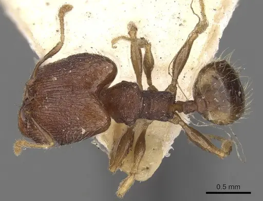 Pheidole templaria specimen CASENT0281700 image casent0281700_1