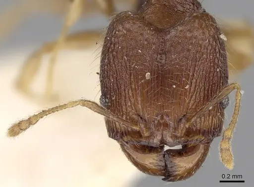 Pheidole templaria specimen CASENT0281700 image casent0281700_2