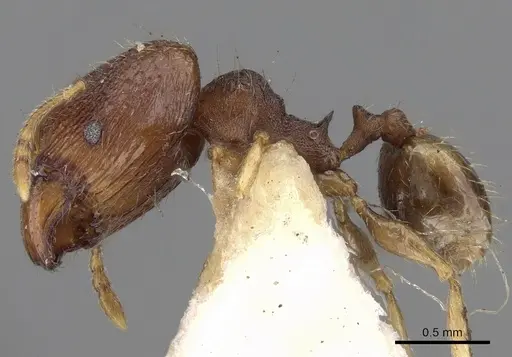 Pheidole templaria specimen CASENT0281700 image casent0281700_3