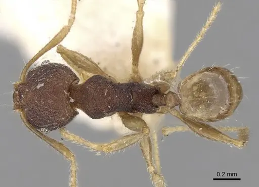Pheidole templaria specimen CASENT0281701 image casent0281701_1