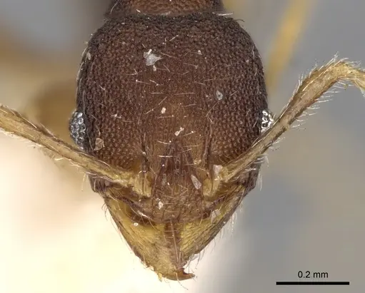 Pheidole templaria specimen CASENT0281701 image casent0281701_2