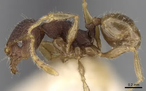 Pheidole templaria specimen CASENT0281701 image casent0281701_3