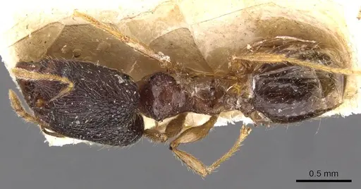 Pheidole templaria specimen CASENT0908003 image casent0908003_1
