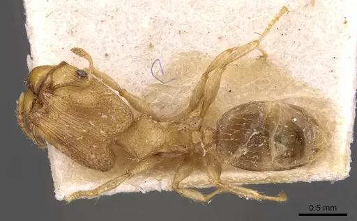 Pheidole templaria specimen CASENT0908004 image casent0908004_1