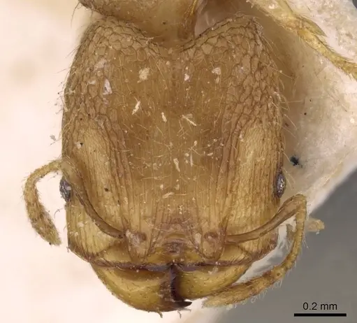 Pheidole templaria specimen CASENT0908004 image casent0908004_2