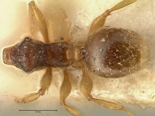 Pheidole templaria specimen FOCOL1376 image focol1376_1