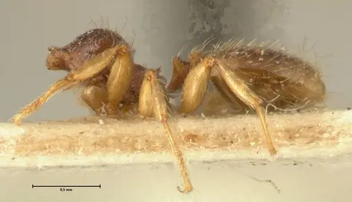 Pheidole templaria specimen FOCOL1376 image focol1376_2
