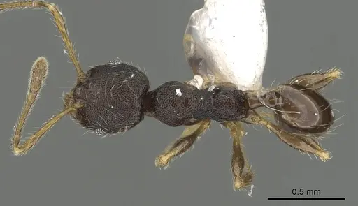 Pheidole tenebricosa specimen CASENT0901658 image casent0901658_1