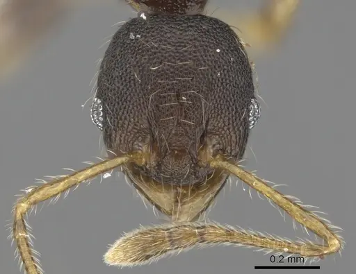 Pheidole tenebricosa specimen CASENT0901658 image casent0901658_2