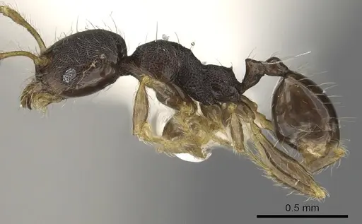 Pheidole tenebricosa specimen CASENT0901658 image casent0901658_3