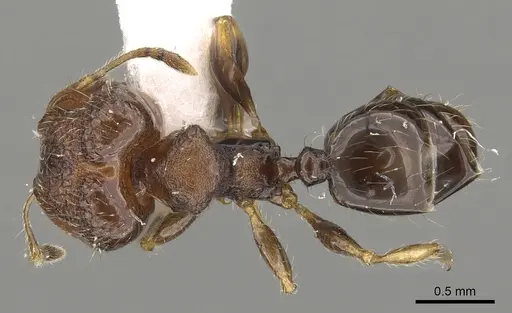 Pheidole tenebricosa specimen CASENT0901659 image casent0901659_1