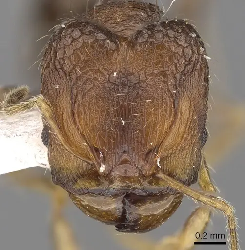 Pheidole tenebricosa specimen CASENT0901659 image casent0901659_2