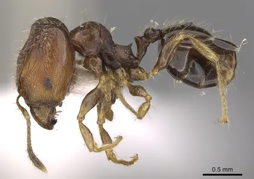 Pheidole tenebricosa specimen CASENT0901659 image casent0901659_3