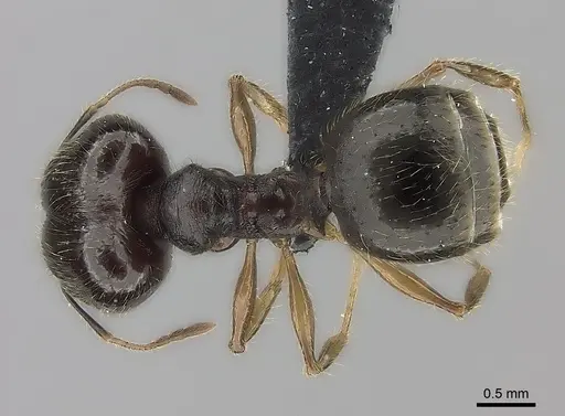 Pheidole tenebrovulgaris specimen CASENT0036149 image casent0036149_1
