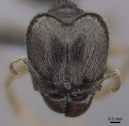 Pheidole tenebrovulgaris specimen CASENT0036149 image casent0036149_2