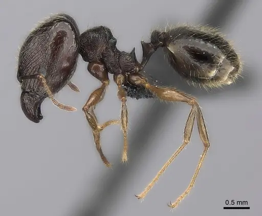 Pheidole tenebrovulgaris specimen CASENT0036149 image casent0036149_3