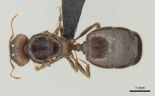Pheidole tenebrovulgaris specimen CASENT0040824 image casent0040824_1