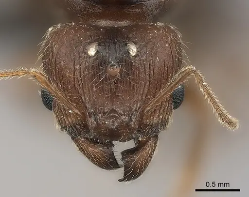 Pheidole tenebrovulgaris specimen CASENT0040824 image casent0040824_2