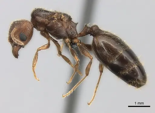 Pheidole tenebrovulgaris specimen CASENT0040824 image casent0040824_3