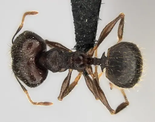 Pheidole tenebrovulgaris specimen CASENT0067276 image casent0067276_1
