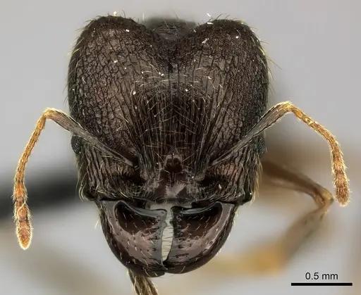 Pheidole tenebrovulgaris specimen CASENT0067276 image casent0067276_2