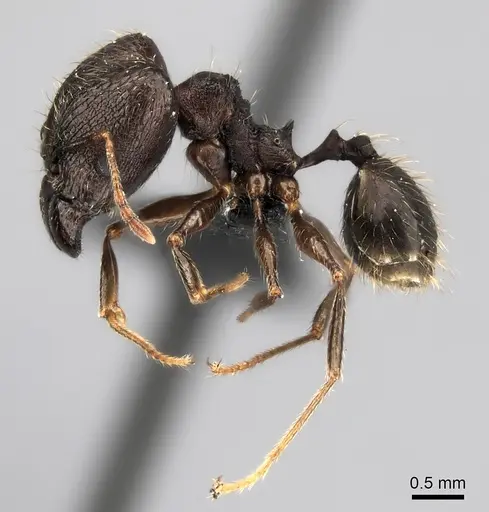 Pheidole tenebrovulgaris specimen CASENT0067276 image casent0067276_3