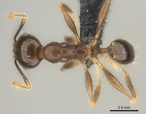 Pheidole tenebrovulgaris specimen CASENT0070954 image casent0070954_1