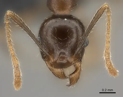 Pheidole tenebrovulgaris specimen CASENT0070954 image casent0070954_2