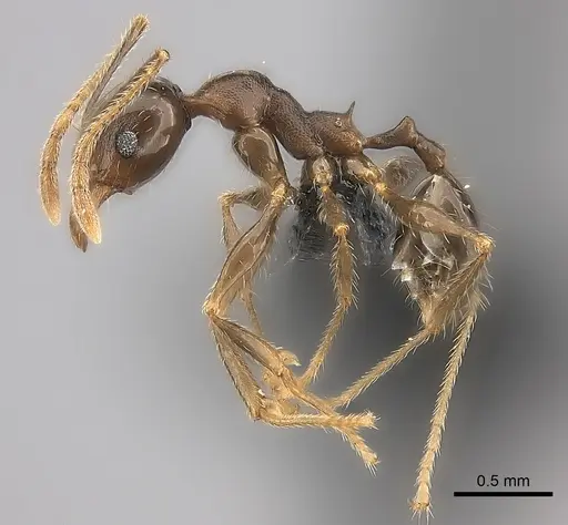 Pheidole tenebrovulgaris specimen CASENT0070954 image casent0070954_3