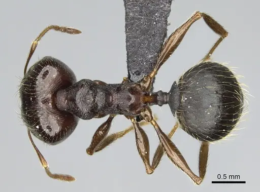 Pheidole tenebrovulgaris specimen CASENT0128508 image casent0128508_1