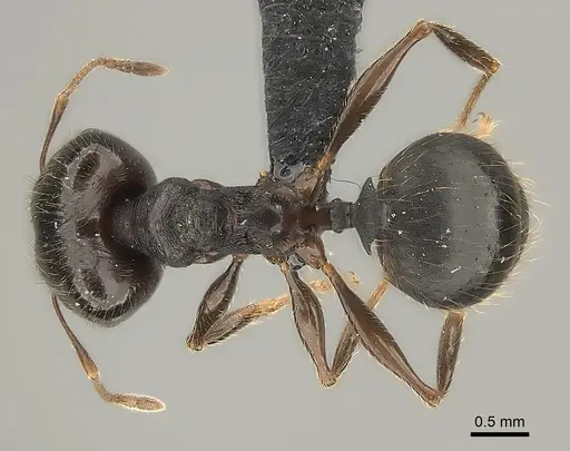Pheidole tenebrovulgaris specimen CASENT0128508 image casent0128508_2