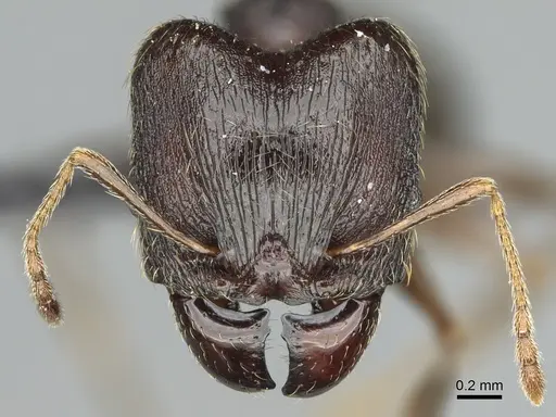 Pheidole tenebrovulgaris specimen CASENT0128508 image casent0128508_3