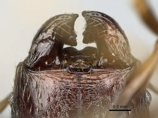 Pheidole tenebrovulgaris specimen CASENT0128508 image casent0128508_4