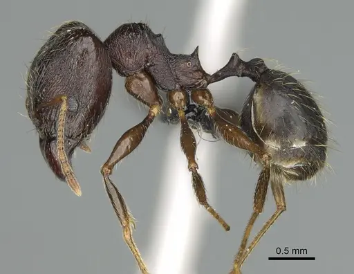 Pheidole tenebrovulgaris specimen CASENT0128508 image casent0128508_5
