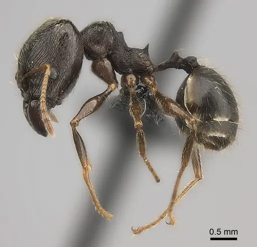Pheidole tenebrovulgaris specimen CASENT0128508 image casent0128508_6