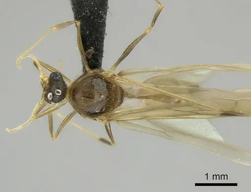 Pheidole tenebrovulgaris specimen CASENT0146391 image casent0146391_1