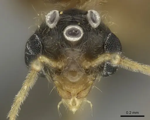 Pheidole tenebrovulgaris specimen CASENT0146391 image casent0146391_2