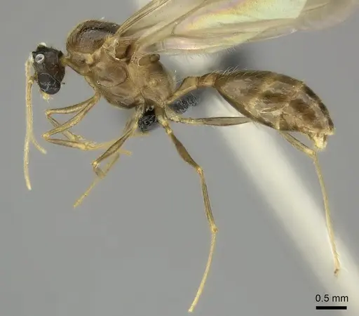 Pheidole tenebrovulgaris specimen CASENT0146391 image casent0146391_3
