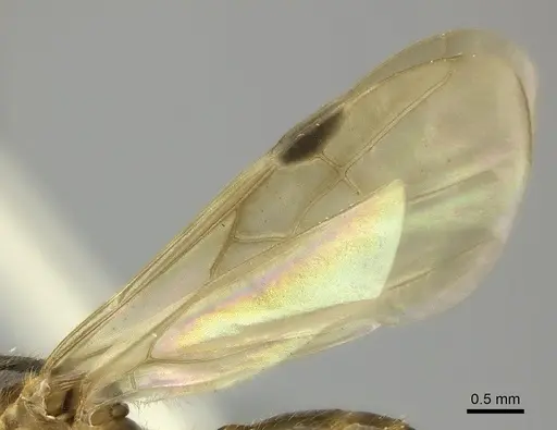 Pheidole tenebrovulgaris specimen CASENT0146391 image casent0146391_4