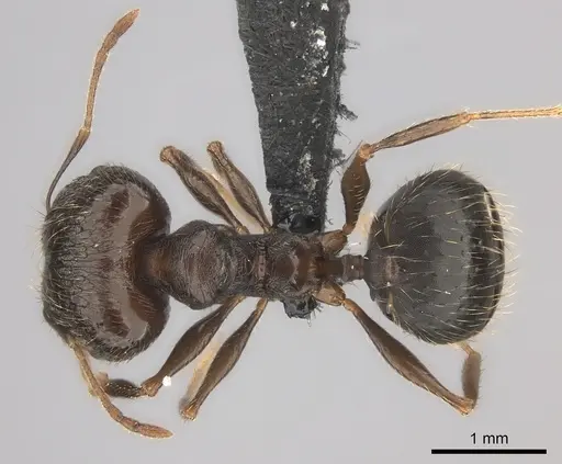 Pheidole tenebrovulgaris specimen CASENT0146392 image casent0146392_1