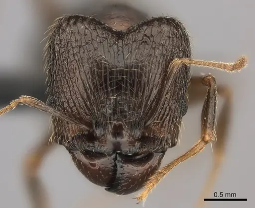 Pheidole tenebrovulgaris specimen CASENT0146392 image casent0146392_2