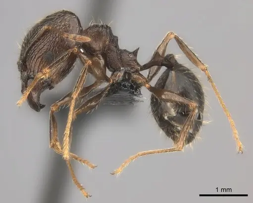 Pheidole tenebrovulgaris specimen CASENT0146392 image casent0146392_3