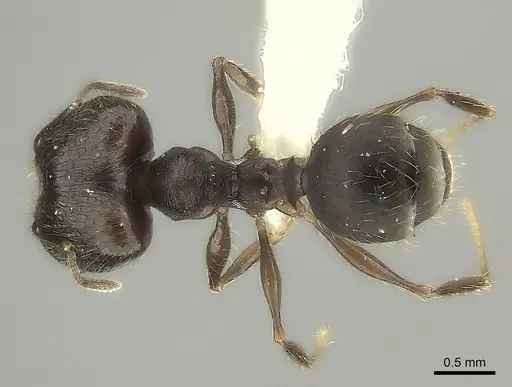 Pheidole tenebrovulgaris specimen CASENT0196998 image casent0196998_1