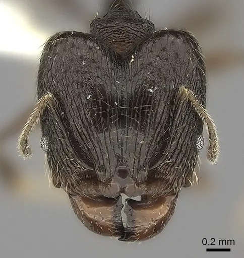 Pheidole tenebrovulgaris specimen CASENT0196998 image casent0196998_2