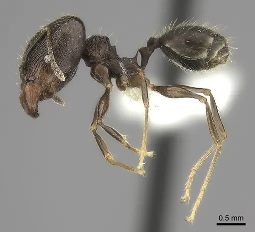 Pheidole tenebrovulgaris specimen CASENT0196998 image casent0196998_3