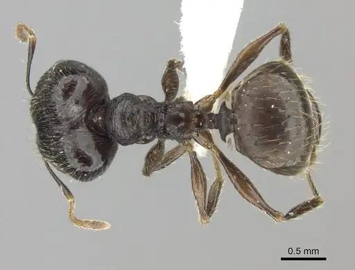 Pheidole tenebrovulgaris specimen CASENT0198035 image casent0198035_1