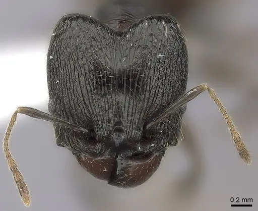 Pheidole tenebrovulgaris specimen CASENT0198035 image casent0198035_2