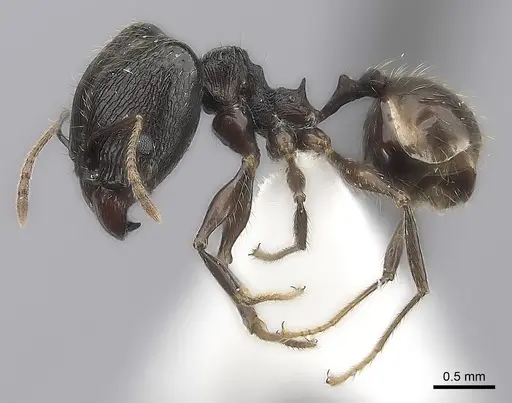 Pheidole tenebrovulgaris specimen CASENT0198035 image casent0198035_3