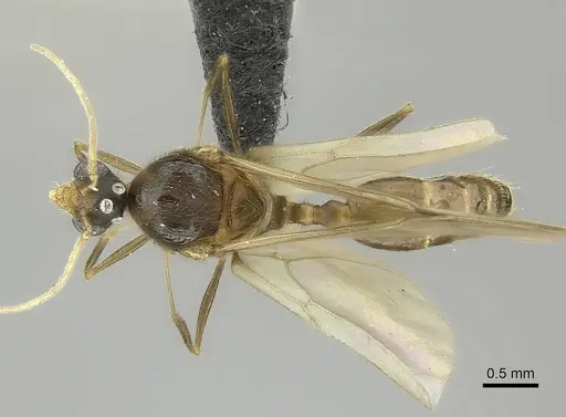 Pheidole tenebrovulgaris specimen CASENT0235035 image casent0235035_1