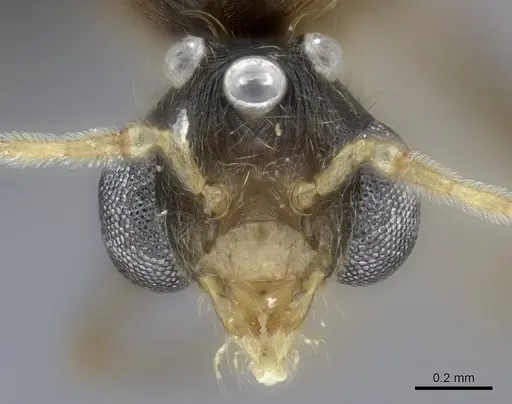 Pheidole tenebrovulgaris specimen CASENT0235035 image casent0235035_2